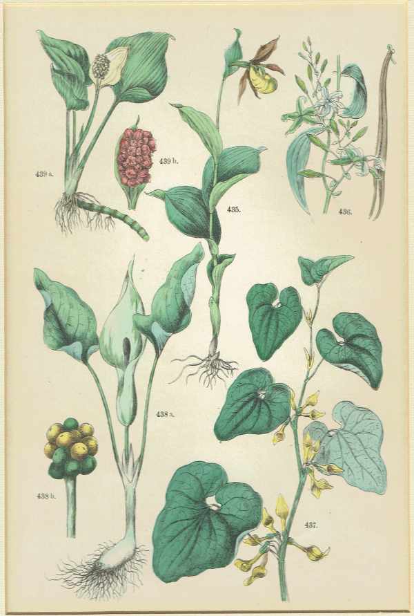 Növények – 5.   kézzel színezett rézmetszet 1850 körül kiadott német botanikai határozóból Botanika