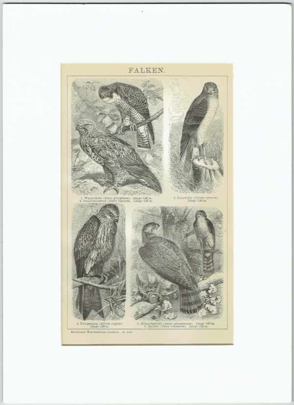 Madarak – Sólymok   1890 körüli fekete-fehér nyomat Zoológia-Állatok