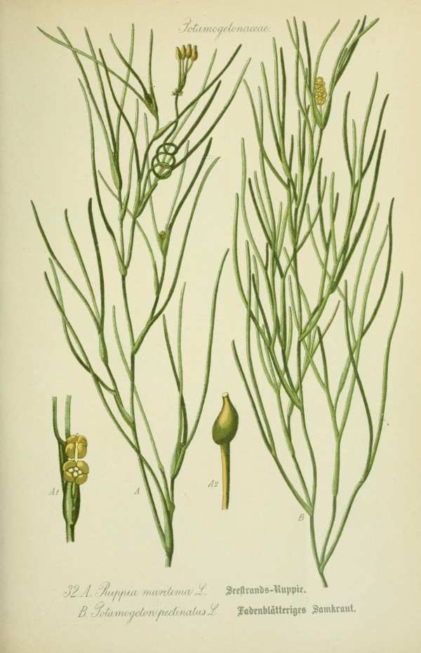 Botanikai nyomat-8 Botanikai nyomatok I  Botanika, növények, rendszertan, morfológia - 19. századi könyv illusztráció. A kép megadott mérete a temékoldalon látható kép méretét, a teljes méret a papír méretét jelzi. Botanika