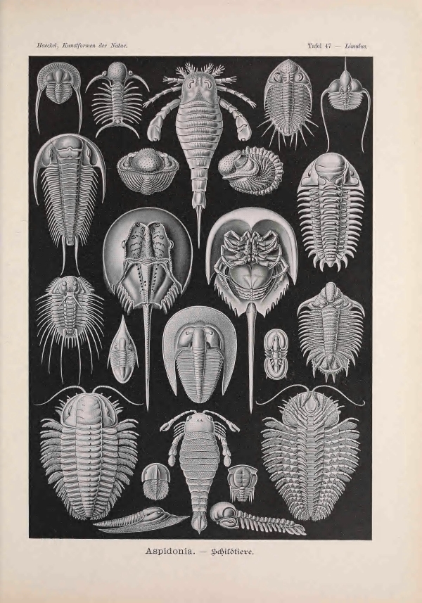 Geometria és művészet a természetben-10 Ernst Haeckel, Geometria és művészet a természetben  Geometria és művészet a természetben - 19. századi könyv illusztráció. A kép megadott mérete a temékoldalon látható kép méretét, a teljes méret a papír méretét jelzi. Zoológia-Állatok