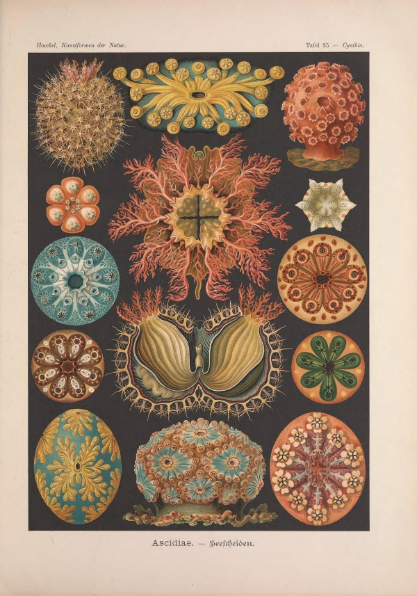 Geometria és művészet a természetben-14 Ernst Haeckel, Geometria és művészet a természetben  Geometria és művészet a természetben - 19. századi könyv illusztráció. A kép megadott mérete a temékoldalon látható kép méretét, a teljes méret a papír méretét jelzi. Zoológia-Állatok
