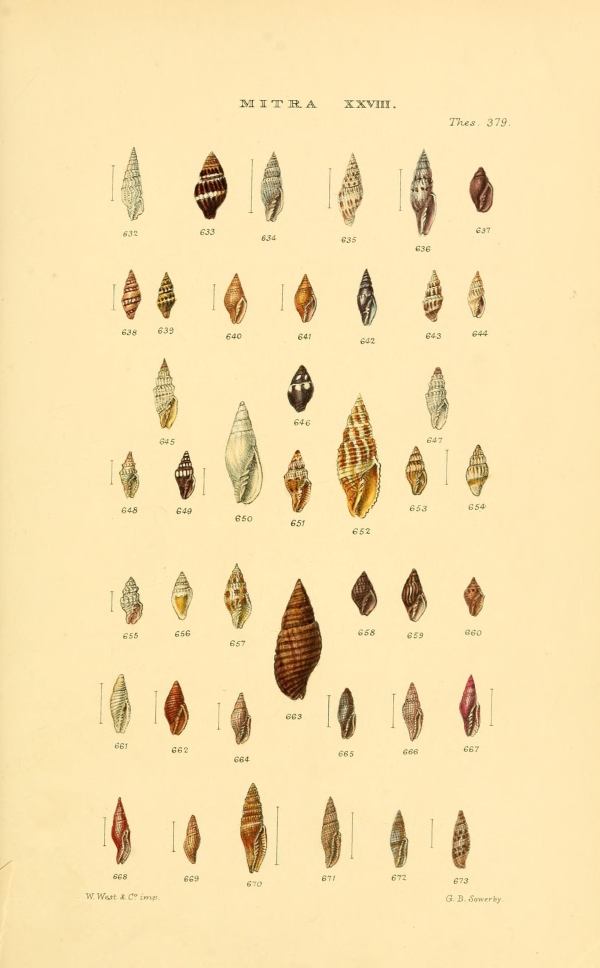 Csigák, kagylók-132 Kagylók és csigák VI  Csigák, kagylók - 19. századi katalógus illusztráció. A kép megadott mérete a temékoldalon látható kép méretét, a teljes méret a papír méretét jelzi. Zoológia-Állatok