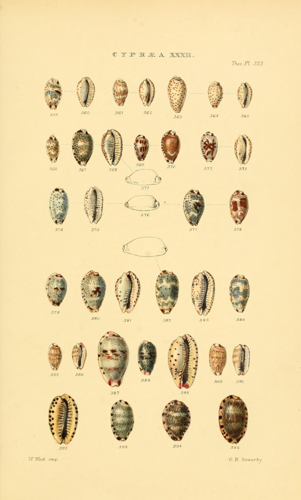 Csigák, kagylók-83 Kagylók és csigák VI  Csigák, kagylók - 19. századi katalógus illusztráció. A kép megadott mérete a temékoldalon látható kép méretét, a teljes méret a papír méretét jelzi. Zoológia-Állatok