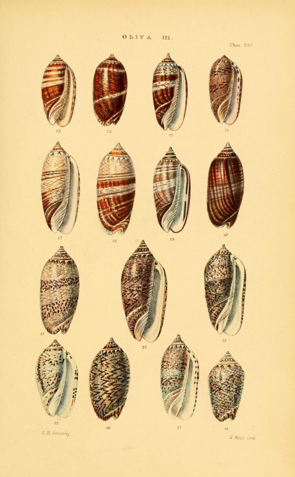 Csigák, kagylók-90 Kagylók és csigák VI  Csigák, kagylók - 19. századi katalógus illusztráció. A kép megadott mérete a temékoldalon látható kép méretét, a teljes méret a papír méretét jelzi. Zoológia-Állatok