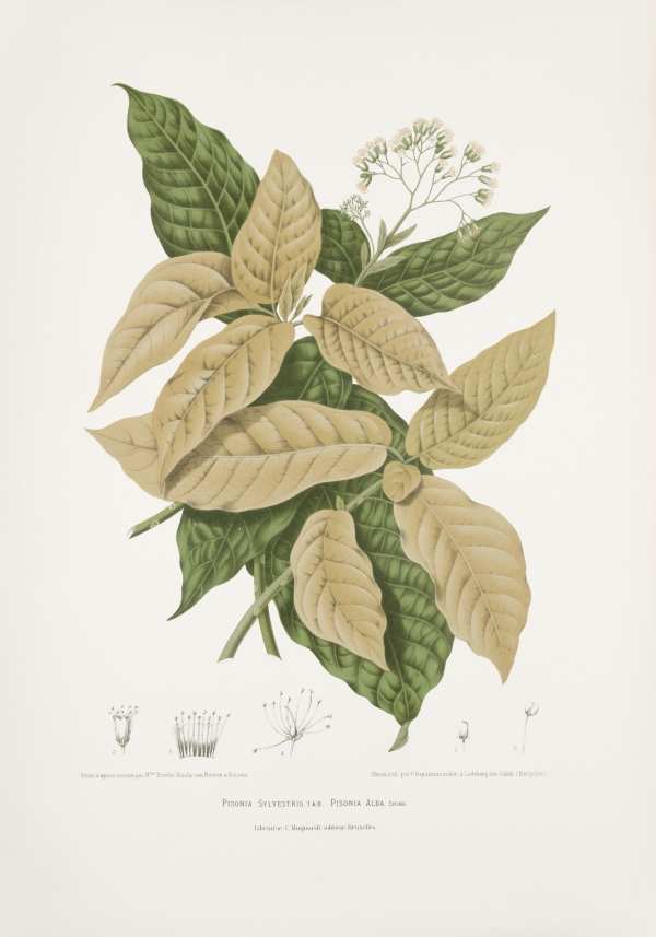 Egzotikus gyümölcsök, virágok, dísznövények-28 Madame Berthe Hoola van Nooten  Egzotikus gyümölcsök, virágok, fák és dísznövények Jáva szigetéről - 19. századi botanikai könyv illusztrációja.  Botanika