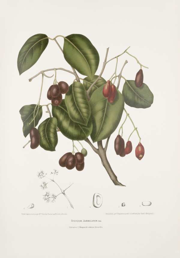 Egzotikus gyümölcsök, virágok, dísznövények-35 Madame Berthe Hoola van Nooten  Egzotikus gyümölcsök, virágok, fák és dísznövények Jáva szigetéről - 19. századi botanikai könyv illusztrációja.  Botanika