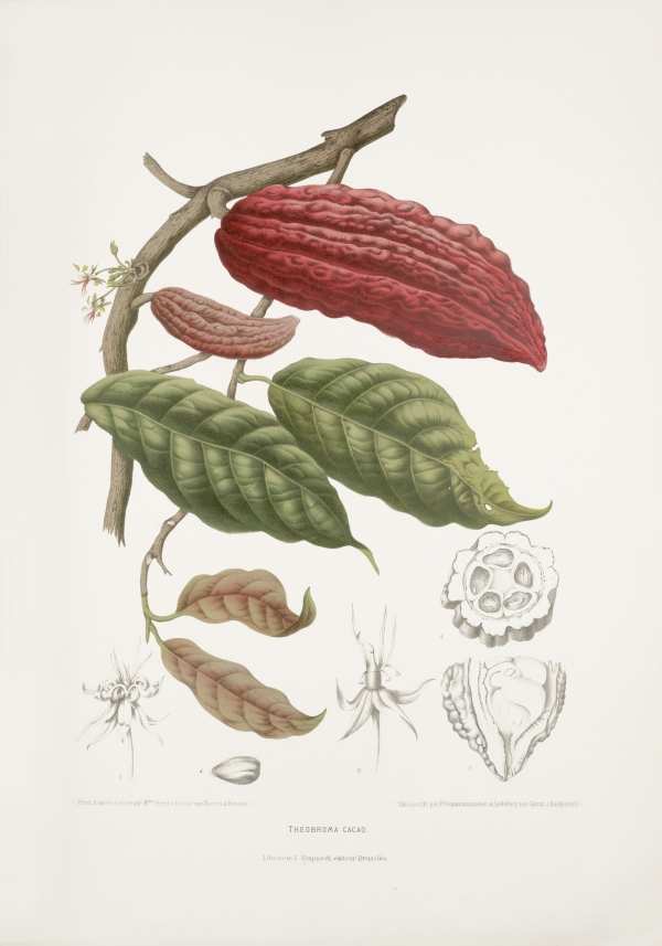 Egzotikus gyümölcsök, virágok, dísznövények-36 Madame Berthe Hoola van Nooten  Egzotikus gyümölcsök, virágok, fák és dísznövények Jáva szigetéről - 19. századi botanikai könyv illusztrációja.  Botanika