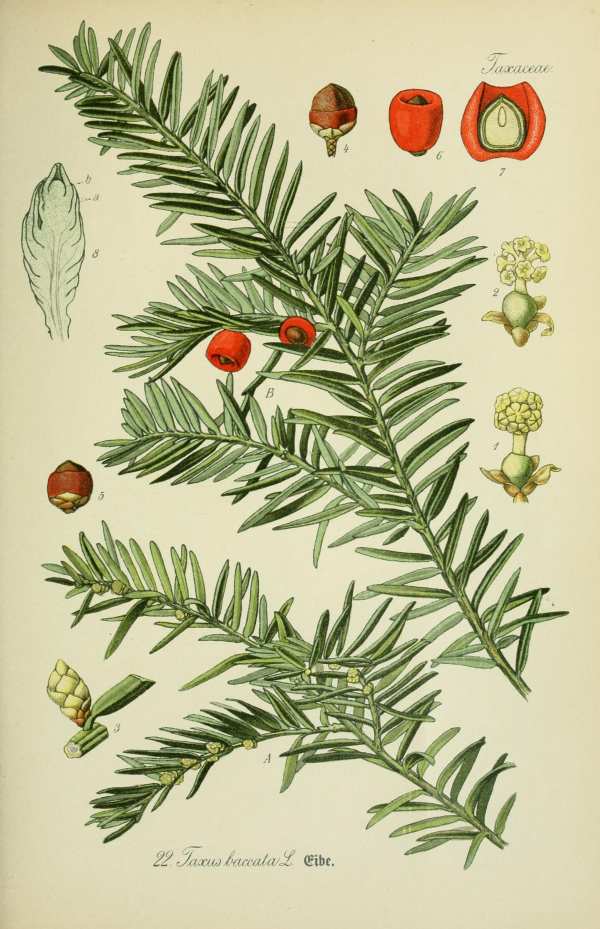 Fenyőfélék-1 Botanikai nyomatok I  Fenyőfélék - 19. századi könyv illusztráció. A kép megadott mérete a temékoldalon látható kép méretét, a teljes méret a papír méretét jelzi. Botanika