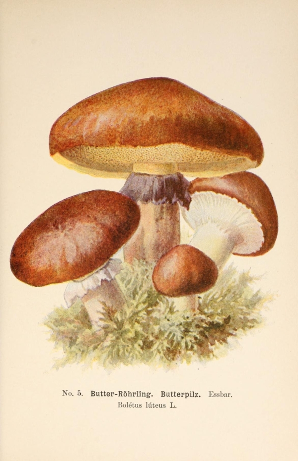 Gombák-11 Gombahatározó I.  19. századi gomba katalógus illusztráció. A kép megadott mérete a temékoldalon látható kép méretét, a teljes méret a papír méretét jelzi. Botanika, Zoológia-Állatok