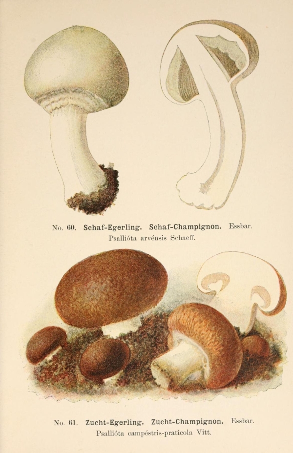 Gombák-14 Gombahatározó I.  19. századi gomba katalógus illusztráció. A kép megadott mérete a temékoldalon látható kép méretét, a teljes méret a papír méretét jelzi. Botanika, Zoológia-Állatok