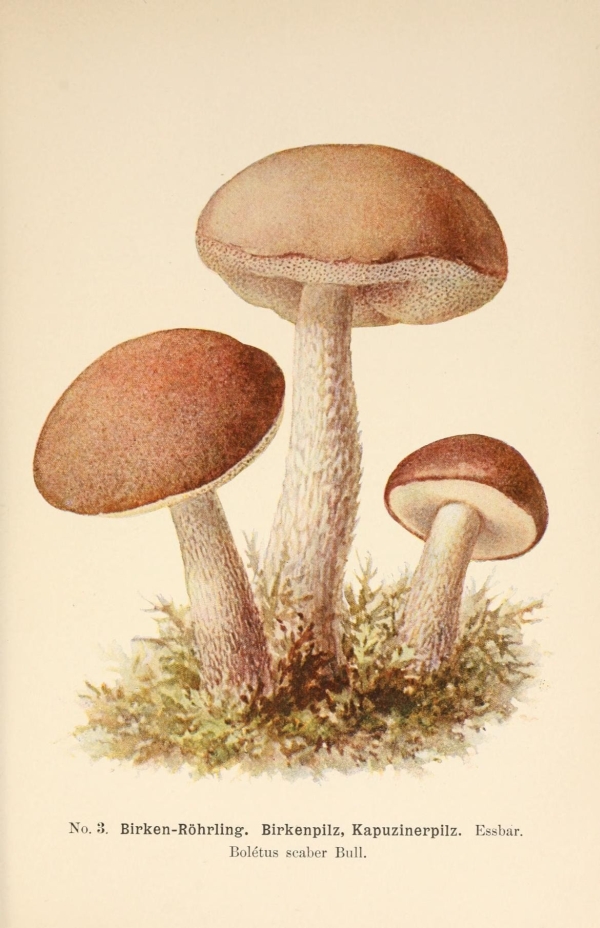 Gombák-17 Gombahatározó I.  19. századi gomba katalógus illusztráció. A kép megadott mérete a temékoldalon látható kép méretét, a teljes méret a papír méretét jelzi. Botanika, Zoológia-Állatok