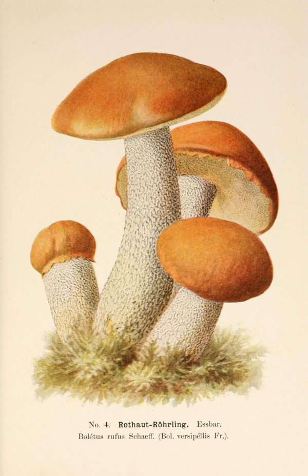 Gombák-18 Gombahatározó I.  19. századi gomba katalógus illusztráció. A kép megadott mérete a temékoldalon látható kép méretét, a teljes méret a papír méretét jelzi. Botanika, Zoológia-Állatok