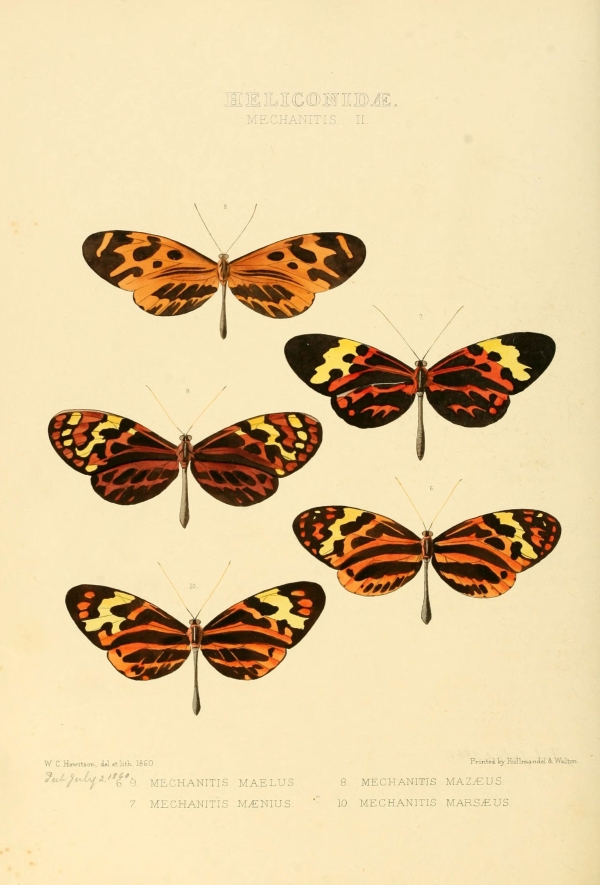 Lepkék, pillangók-18 Lepkehatározó I.  Lepkék, pillangók - 19. századi katalógus illusztráció. A kép megadott mérete a temékoldalon látható kép méretét, a teljes méret a papír méretét jelzi. Zoológia-Állatok