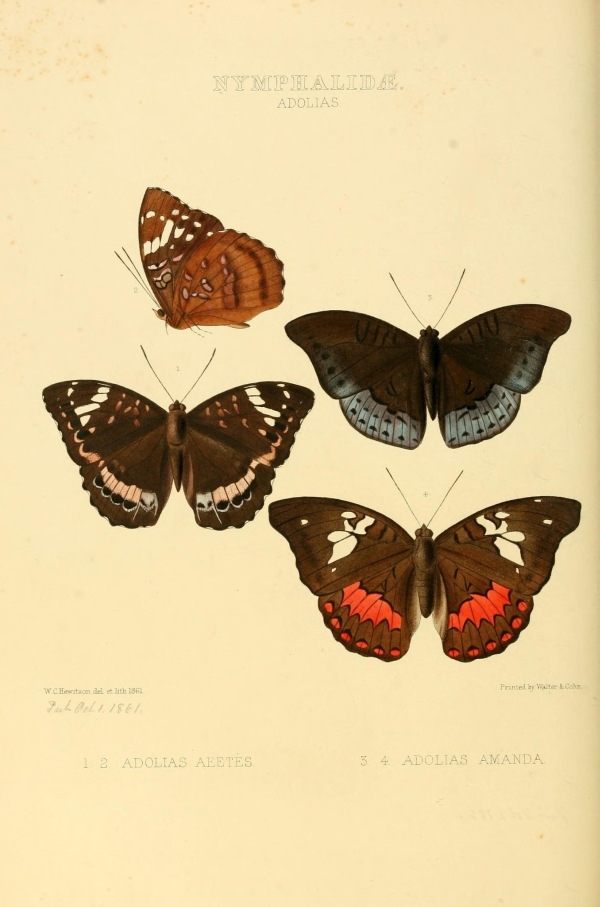 Lepkék, pillangók-81 Lepkehatározó I.  Lepkék, pillangók - 19. századi katalógus illusztráció. A kép megadott mérete a temékoldalon látható kép méretét, a teljes méret a papír méretét jelzi. Zoológia-Állatok