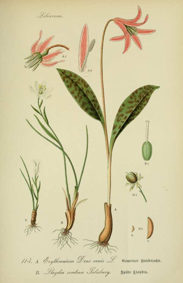 Liliomfélék, hagymások, gumósok-10 Botanikai nyomatok I  Liliomok, nárciszok, orchideák, hagymás és gumós virágok - 19. századi könyv illusztráció. A kép megadott mérete a temékoldalon látható kép méretét, a teljes méret a papír méretét jelzi. Botanika
