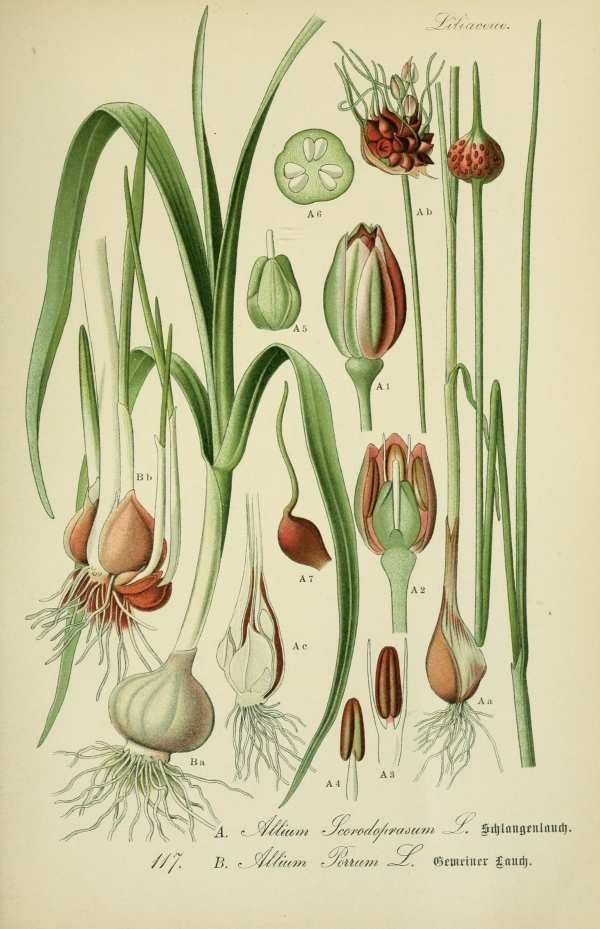 Liliomfélék, hagymások, gumósok-13 Botanikai nyomatok I  Liliomok, nárciszok, orchideák, hagymás és gumós virágok - 19. századi könyv illusztráció. A kép megadott mérete a temékoldalon látható kép méretét, a teljes méret a papír méretét jelzi. Botanika