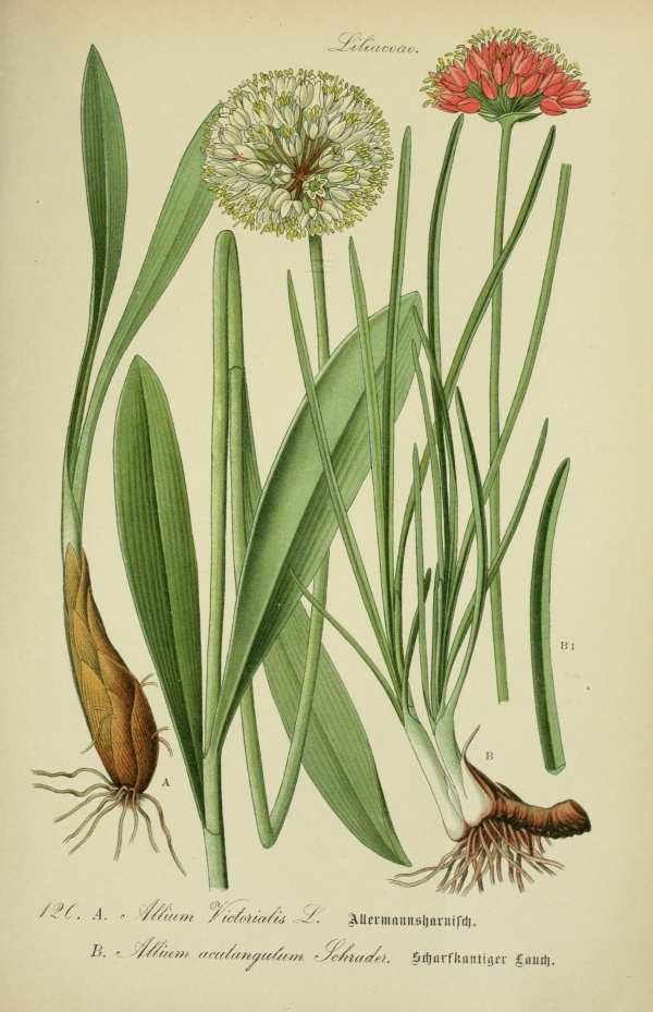 Liliomfélék, hagymások, gumósok-16 Botanikai nyomatok I  Liliomok, nárciszok, orchideák, hagymás és gumós virágok - 19. századi könyv illusztráció. A kép megadott mérete a temékoldalon látható kép méretét, a teljes méret a papír méretét jelzi. Botanika