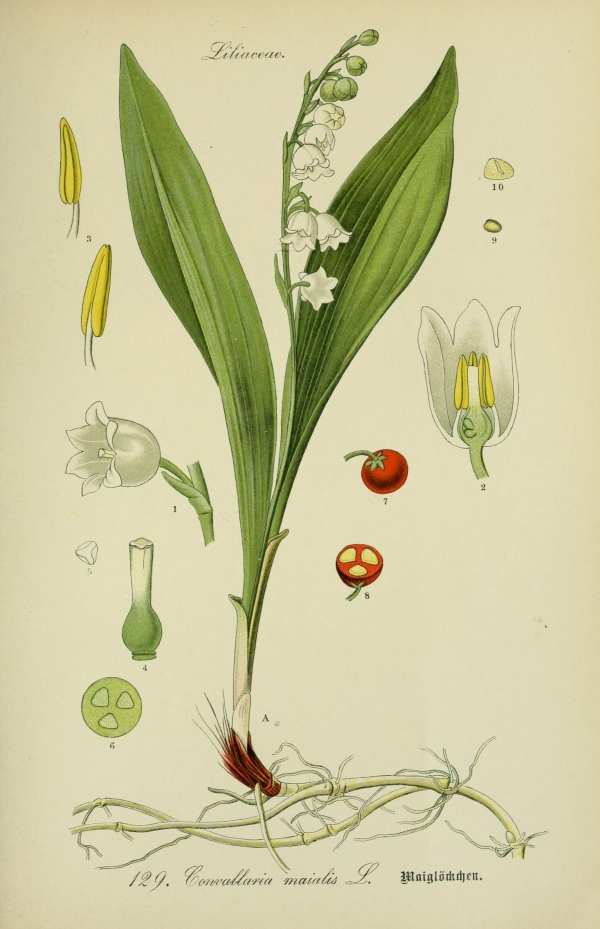 Liliomfélék, hagymások, gumósok-25 Botanikai nyomatok I  Liliomok, nárciszok, orchideák, hagymás és gumós virágok - 19. századi könyv illusztráció. A kép megadott mérete a temékoldalon látható kép méretét, a teljes méret a papír méretét jelzi. Botanika