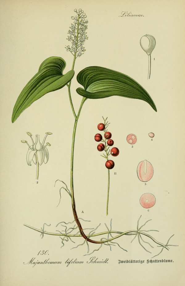 Liliomfélék, hagymások, gumósok-26 Botanikai nyomatok I  Liliomok, nárciszok, orchideák, hagymás és gumós virágok - 19. századi könyv illusztráció. A kép megadott mérete a temékoldalon látható kép méretét, a teljes méret a papír méretét jelzi. Botanika