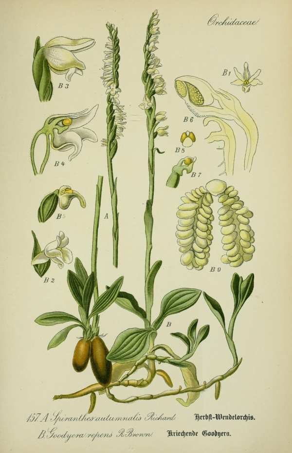Liliomfélék, hagymások, gumósok-53 Botanikai nyomatok I  Liliomok, nárciszok, orchideák, hagymás és gumós virágok - 19. századi könyv illusztráció. A kép megadott mérete a temékoldalon látható kép méretét, a teljes méret a papír méretét jelzi. Botanika