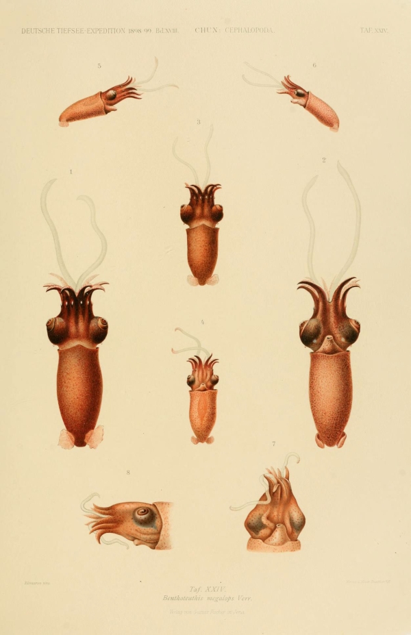 Polipok, tintahalak, lábasfejűek-22 Tengeri állatok  Polipok, tintahalak, lábasfejűek - 19. századi katalógus illusztráció. A kép megadott mérete a temékoldalon látható kép méretét, a teljes méret a papír méretét jelzi. Zoológia-Állatok