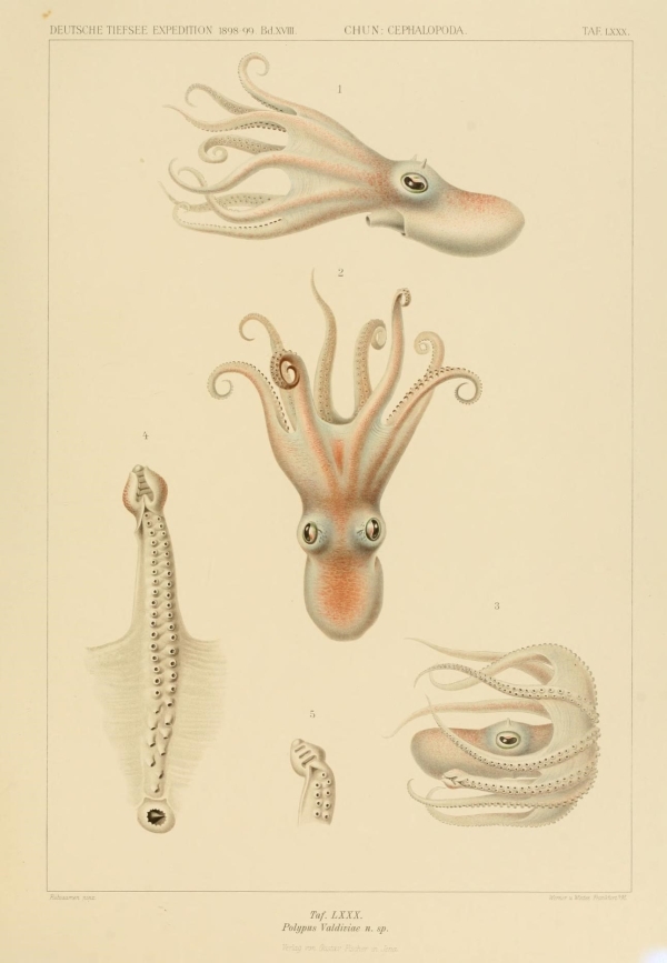 Polipok, tintahalak, lábasfejűek-3 Tengeri állatok  Polipok, tintahalak, lábasfejűek - 19. századi katalógus illusztráció. A kép megadott mérete a temékoldalon látható kép méretét, a teljes méret a papír méretét jelzi. Zoológia-Állatok