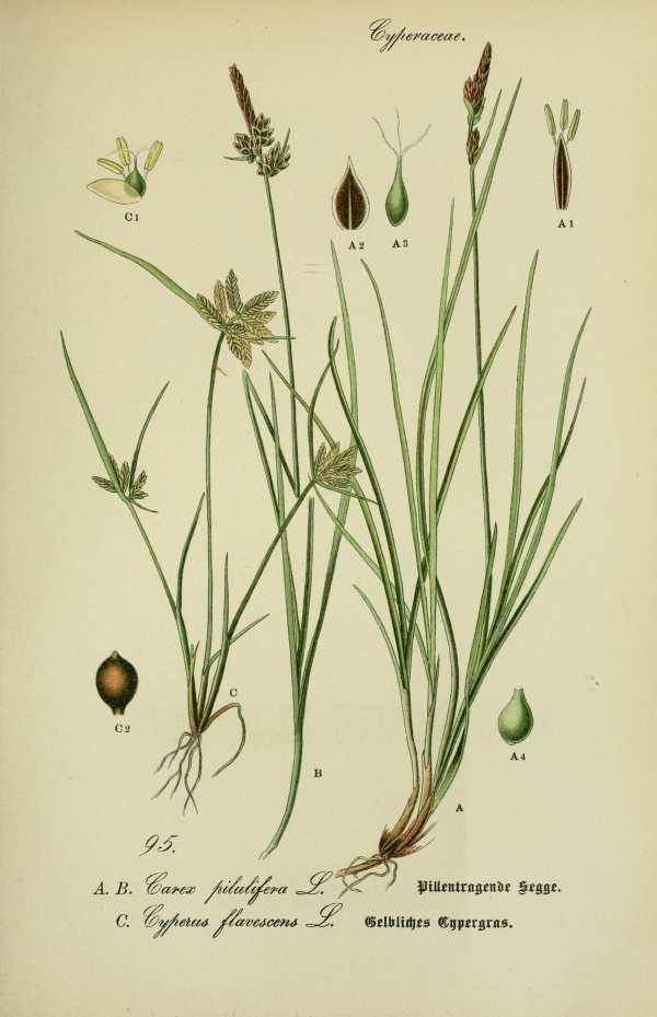 Sások, nádfélék-13 Botanikai nyomatok I  Sásfélék, nádfélék - 19. századi könyv illusztráció. A kép megadott mérete a temékoldalon látható kép méretét, a teljes méret a papír méretét jelzi. Botanika