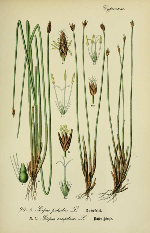 Sások, nádfélék-17 - Botanikai illusztráció nyomatok Botanikai nyomatok I  Sásfélék, nádfélék - 19. századi könyv illusztráció. A kép megadott mérete a temékoldalon látható kép méretét, a teljes méret a papír méretét jelzi. Botanika