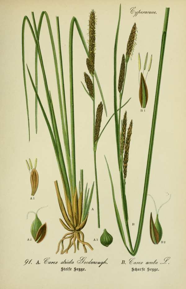 Sások, nádfélék-9 Botanikai nyomatok I  Sásfélék, nádfélék - 19. századi könyv illusztráció. A kép megadott mérete a temékoldalon látható kép méretét, a teljes méret a papír méretét jelzi. Botanika