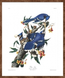 madaras-kép-rajz-kék-szajkó-nyomat-ajándék-vintage
