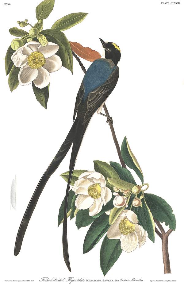 Villás farkú légykapó v. tirannusz - madaras falikép John James Audubon  Audubon híres madaras festményeinek (1826-38) reprint nyomatai Gyerekeknek, Zoológia-Állatok