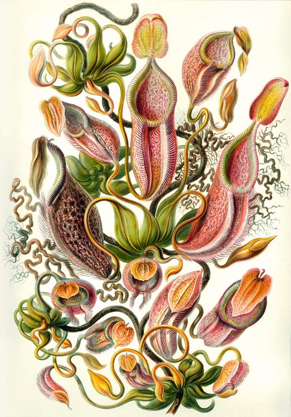Kancsóka, kancsóvirág - vintage botanikai illusztráció Ernst Haeckel   Botanika