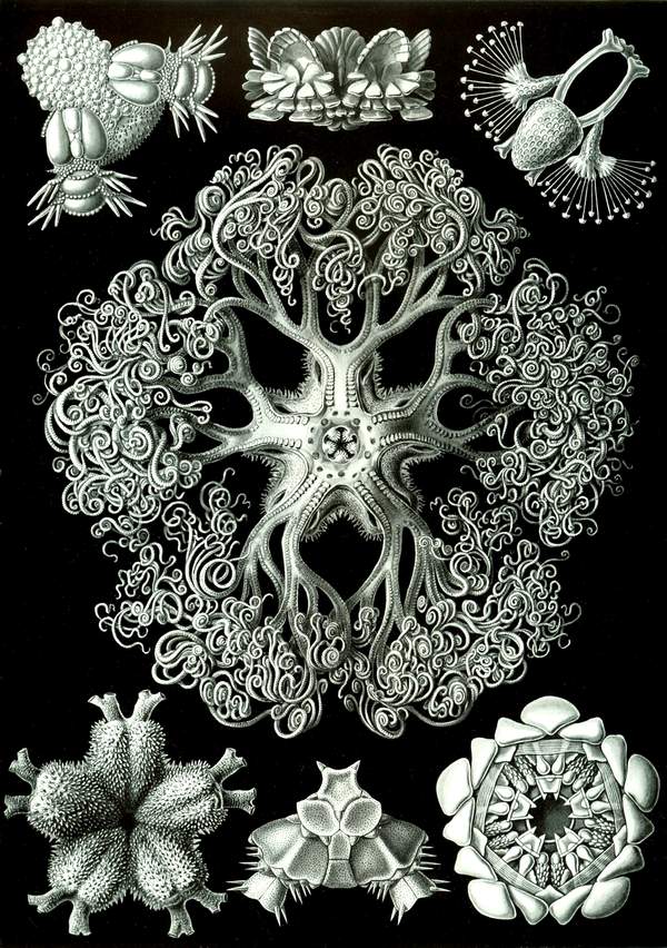 Kövületek, tengeri fosszíliák - vintage zoológiai illusztráció Ernst Haeckel   Zoológia-Állatok