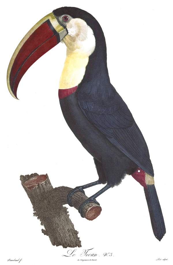 Tukán 3, egzotikus madarak - vintage ornitológiai illusztráció Jacques Barraband   Zoológia-Állatok