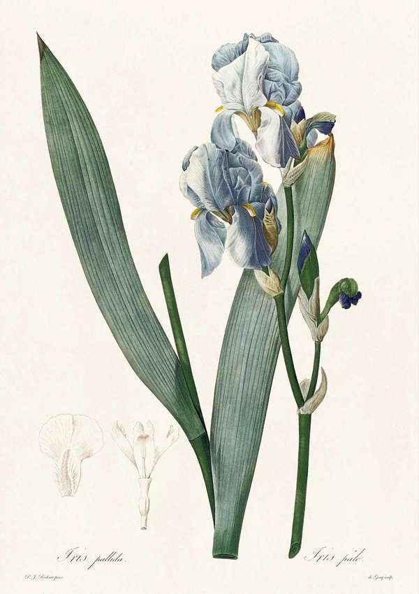 Dalmát nőszirom, írisz - antik botanikai illusztráció, liliomfélék Pierre-Joseph Redouté  19. századi akvarell reprodukciója Botanika