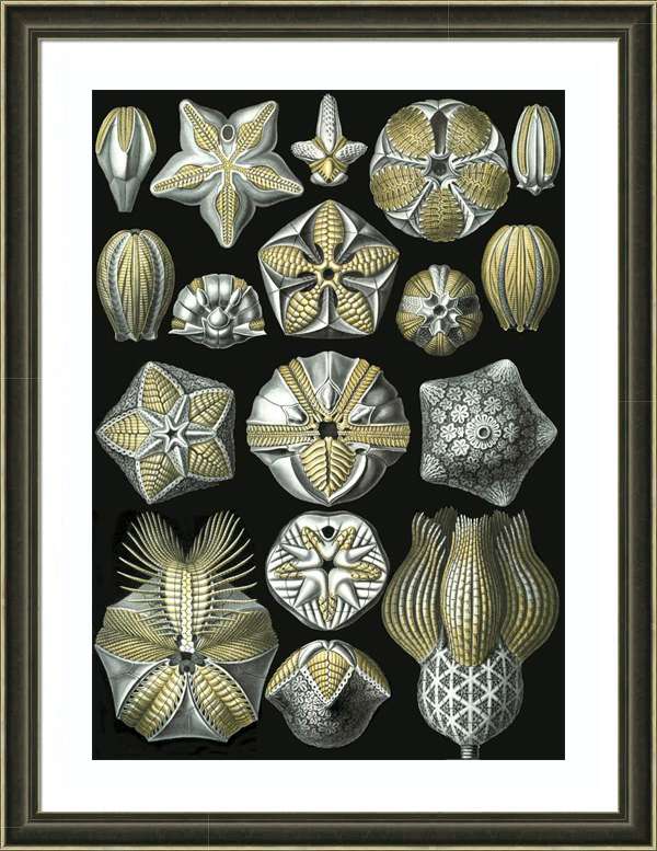 kövületek-kihalt-fajok-falikép-tengeri-csillag-sün-váz-Haeckel-Blastoidea