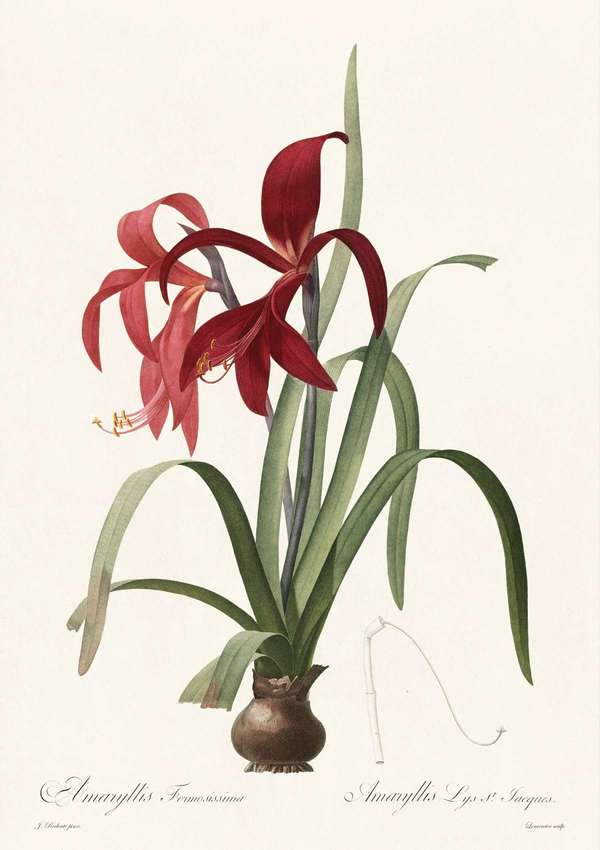 Amarilllisz, vörös virágú - antik botanikai illusztráció, liliomfélék Pierre-Joseph Redouté  19. századi akvarell reprodukciója Botanika