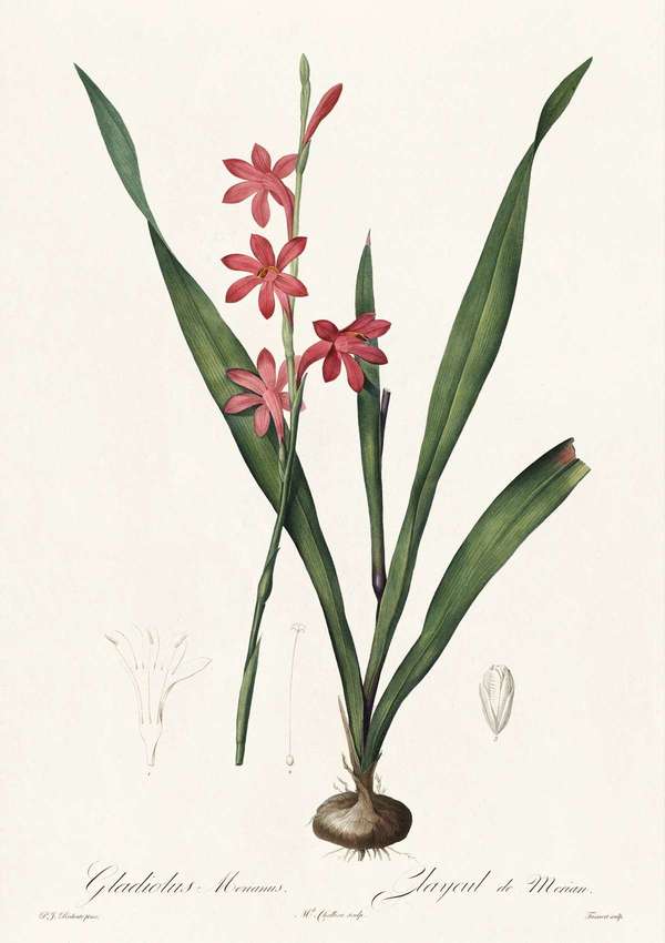 Gladiólusz - antik botanikai illusztráció, liliomfélék Pierre-Joseph Redouté  19. századi akvarell reprodukciója Botanika
