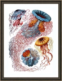 medúzás-falikép-tengeri-állatok-zoológiai-nyomat-vintage-Haeckel-Discomedusae