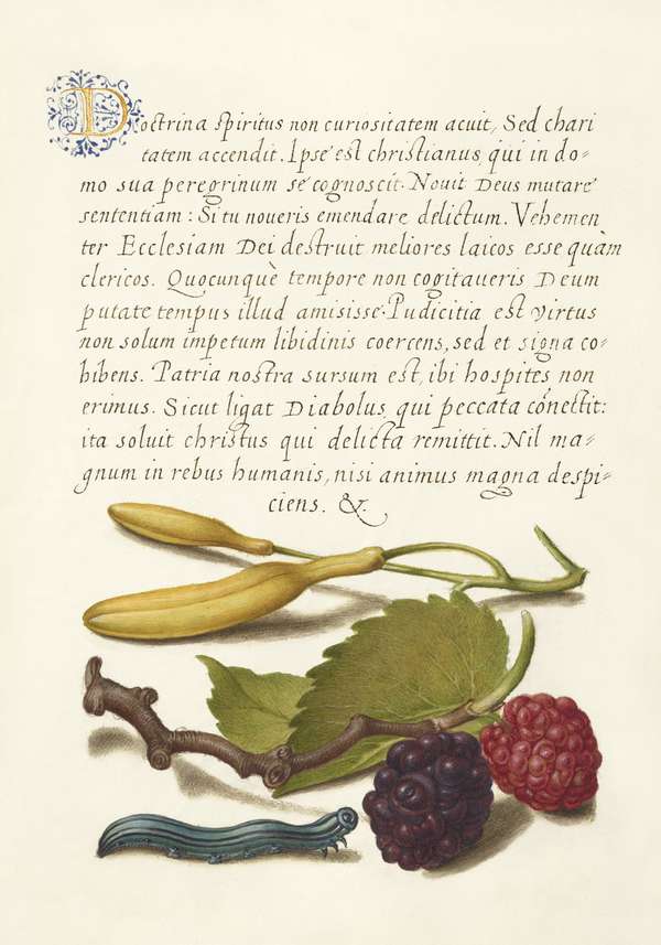Régi kalligráfia botanikai illusztrációkkal - 24 Bocskay György, Joris Hoefnagel  16. századi kalligráfia és illlumináció reprint nyomata Botanika