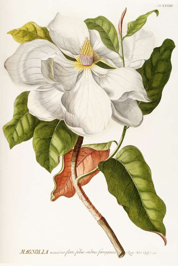 Fehér virágú magnólia - antik botanikai illusztráció Georg Dionysius Ehret  18. századi kézzel színezett metszet reprodukciója Botanika