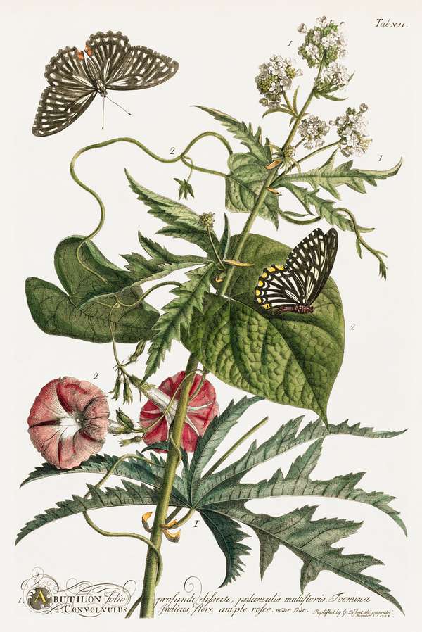 Lepkék, pillangók, virágok - hajnalka, szulák, selyemmályva Georg Dionysius Ehret  18. századi kézzel színezett metszet reprodukciója Botanika