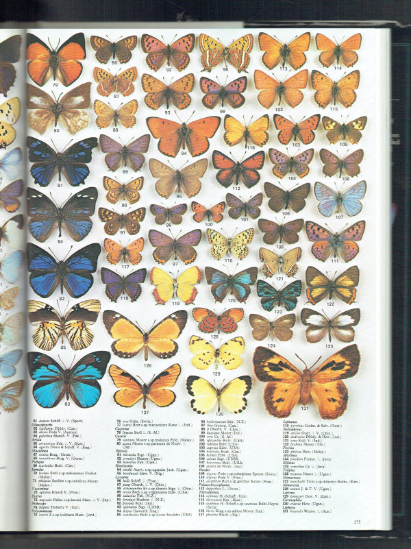 The Illustrated Encyclopedia of the Butterfly World Paul Smart Fres   