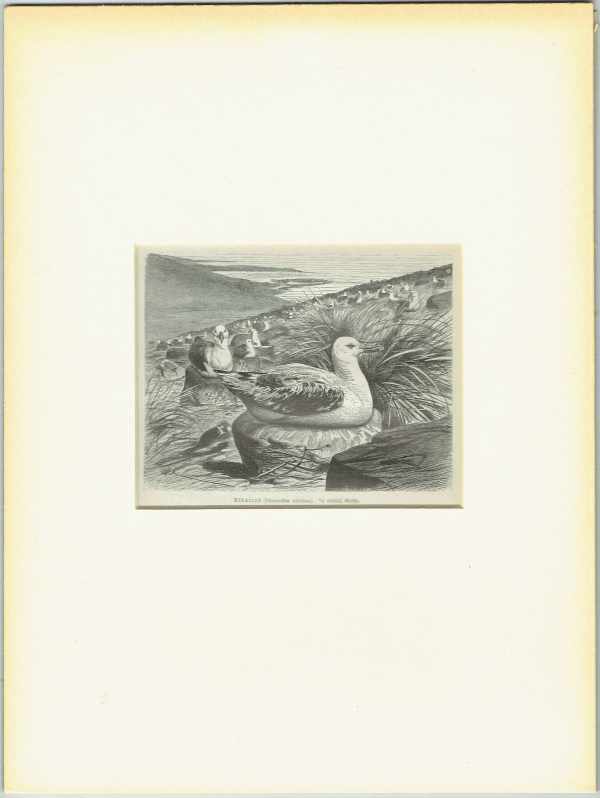 Madarak – Albatrosz Zoológia-Állatok Madarak – Albatrosz Zoológia-Állatok