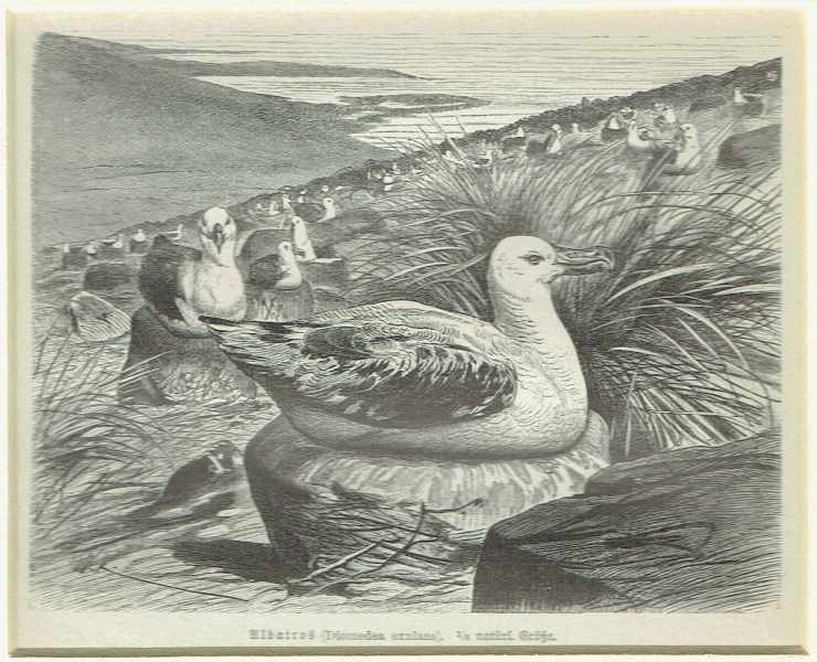 Madarak – Albatrosz Zoológia-Állatok Madarak – Albatrosz Zoológia-Állatok