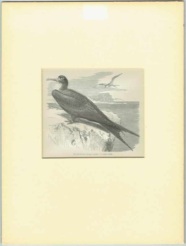 Madarak – Fregattmadár Zoológia-Állatok Madarak – Fregattmadár Zoológia-Állatok