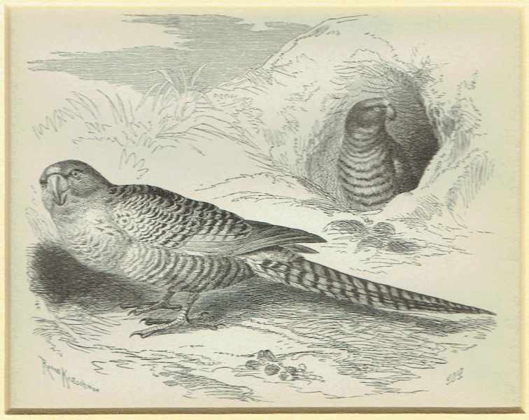 Madarak – Éjjeli papagáj   Zoológia-Állatok