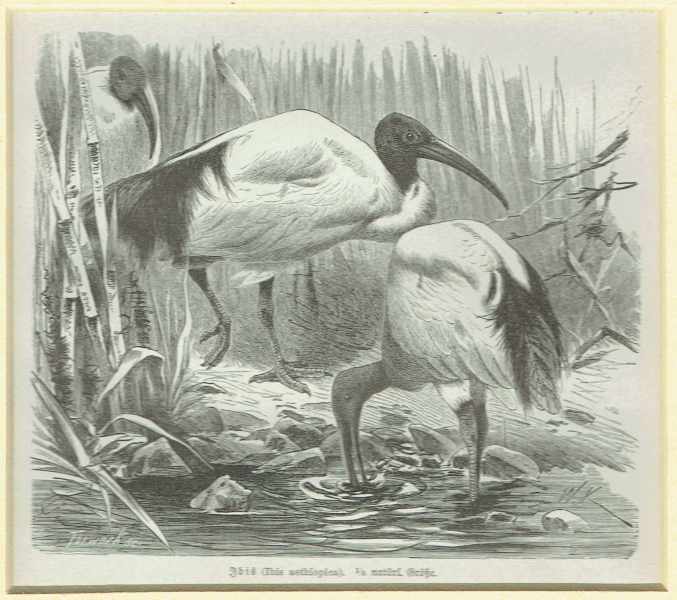 Madarak – Íbisz Zoológia-Állatok Madarak – Íbisz Zoológia-Állatok