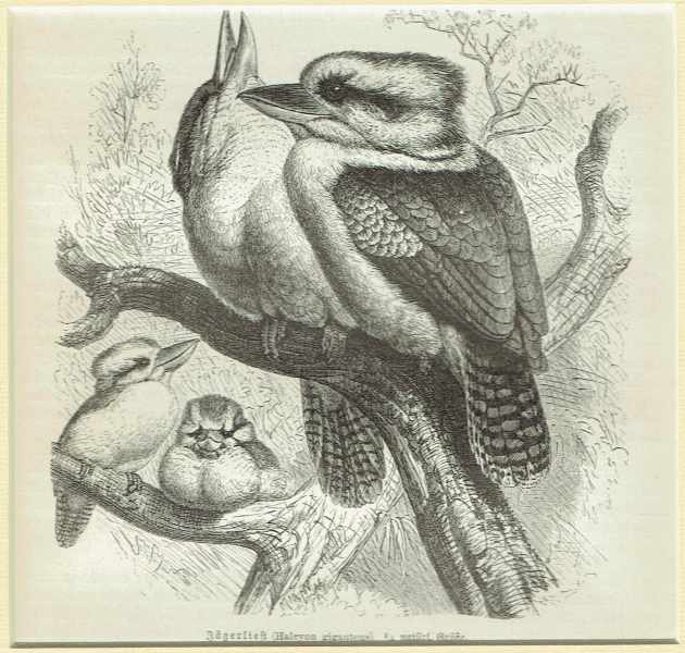 Madarak – Nagy jégmadár Zoológia-Állatok Madarak – Nagy jégmadár Zoológia-Állatok