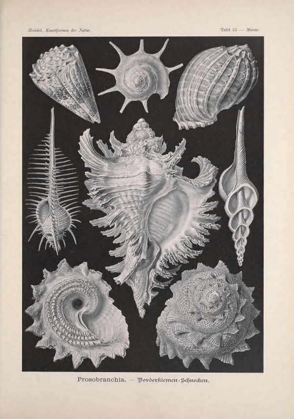 Geometria és művészet a természetben-11 Ernst Haeckel, Geometria és művészet a természetben  Zoológia-Állatok